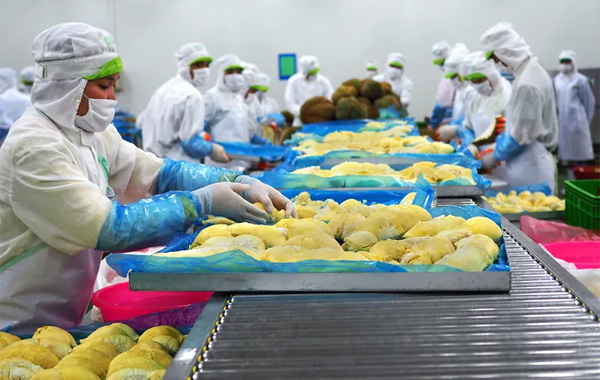 <p style="text-align: center;"><span style="font-size: 14pt;"><strong>Chế Biến Sầu Ri&ecirc;ng</strong></span></p>